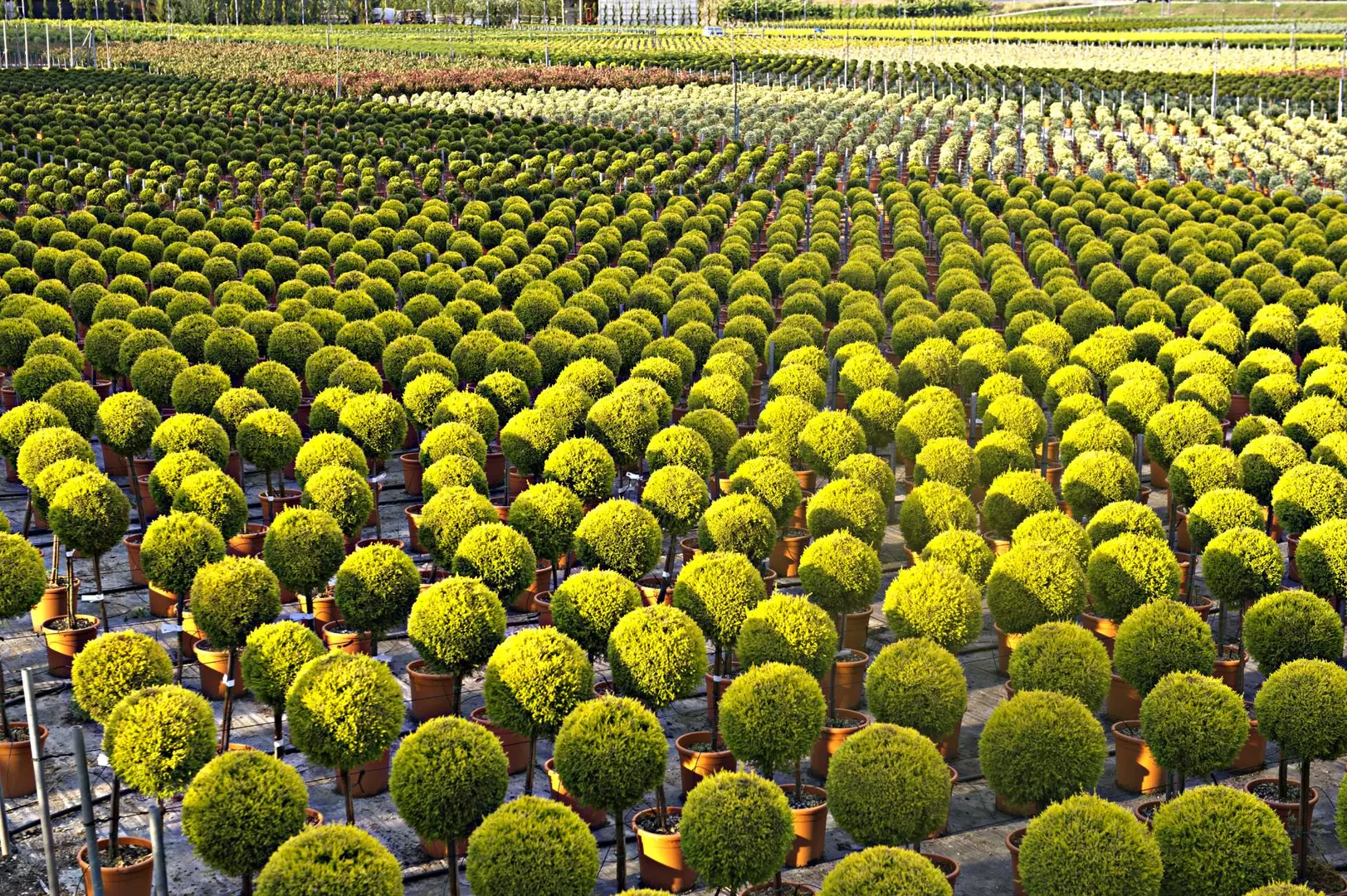Wholesale Suppliers of Quality Plants to the Garden Centre Industry