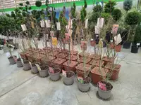 Jenny product pics