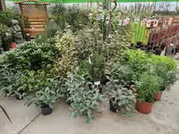 Jenny product pics