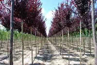 Nursery Garden Group