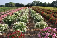 Nursery Garden Group