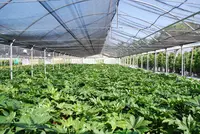 Nursery Garden Group