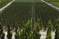 Nursery Garden Group