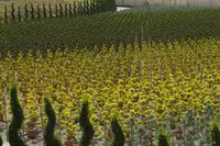 Nursery Garden Group