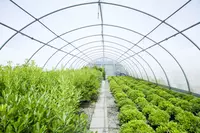 Nursery Garden Group