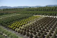 Nursery Garden Group