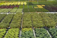 Nursery Garden Group