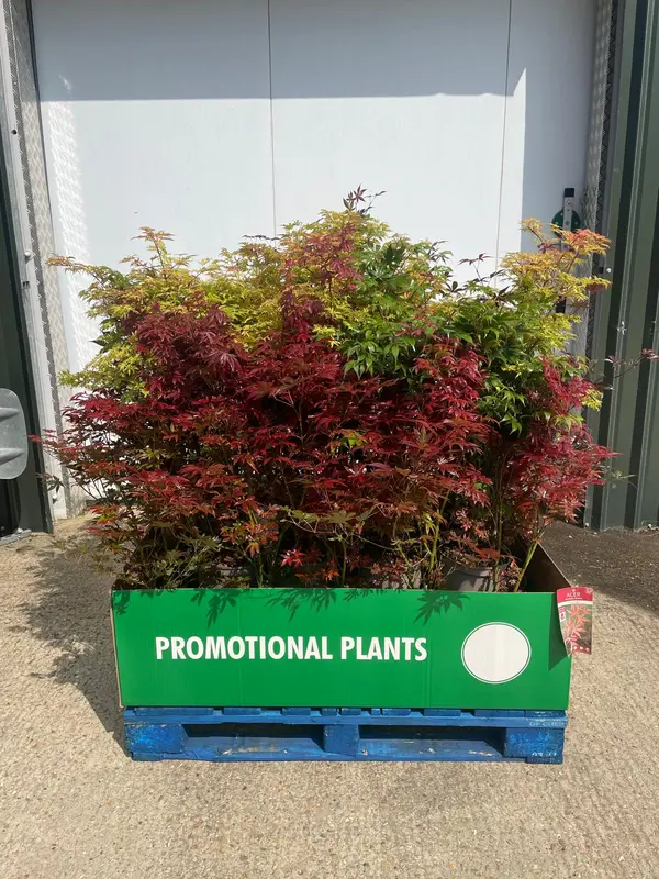 Acer Mix Pallet Deal 32x1 - image 1