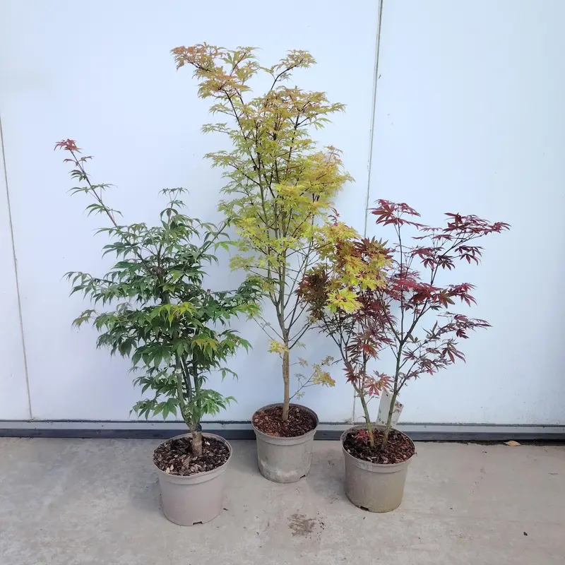 Acer Mix Pallet Deal 32x1 - image 2