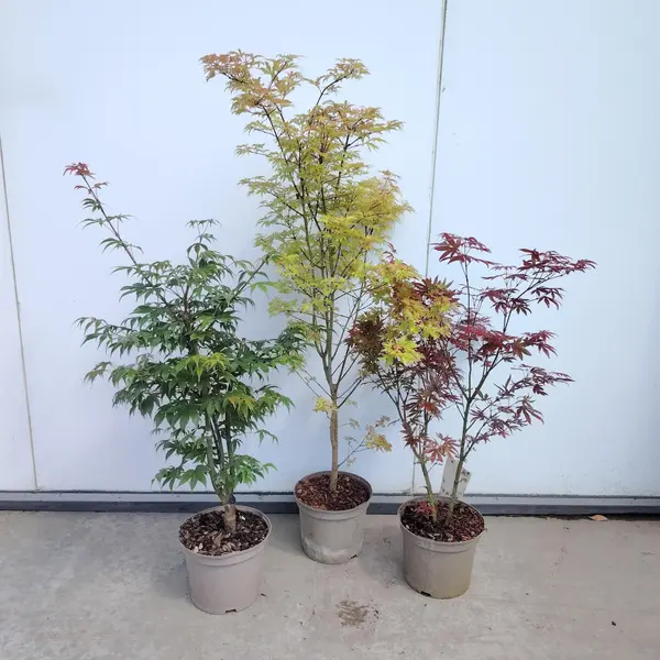 Acer Mix Pallet Deal 32x1 - image 2
