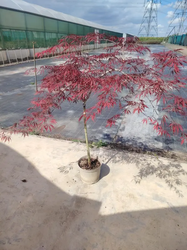 Acer 'Tamukeyama' - image 1