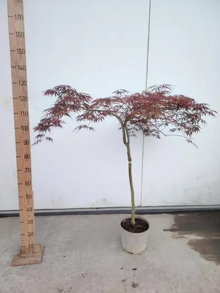 Acer 'Tamukeyama' - image 2