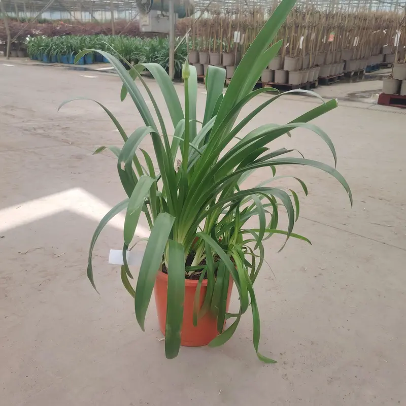 Agapanthus Aficanus Blue - image 1
