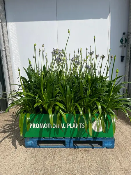 Agapanthus Africanus Pallet 1x26