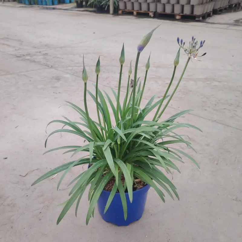 Agapanthus Brilliant Blue - image 1