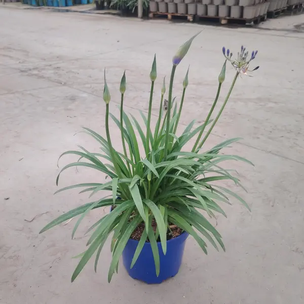 Agapanthus Brilliant Blue - image 2