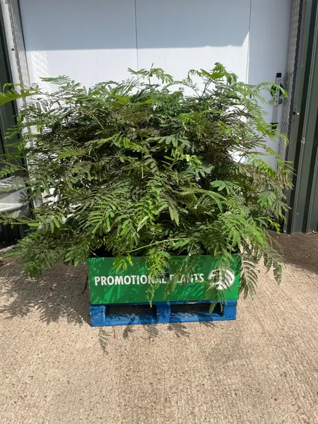 Albizia julibrissin 'Rosea' Pallet Deal 18x1 - image 2