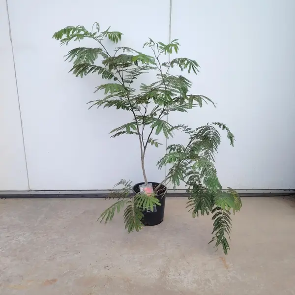 Albizia julibrissin 'Rosea' Pallet Deal 18x1 - image 2