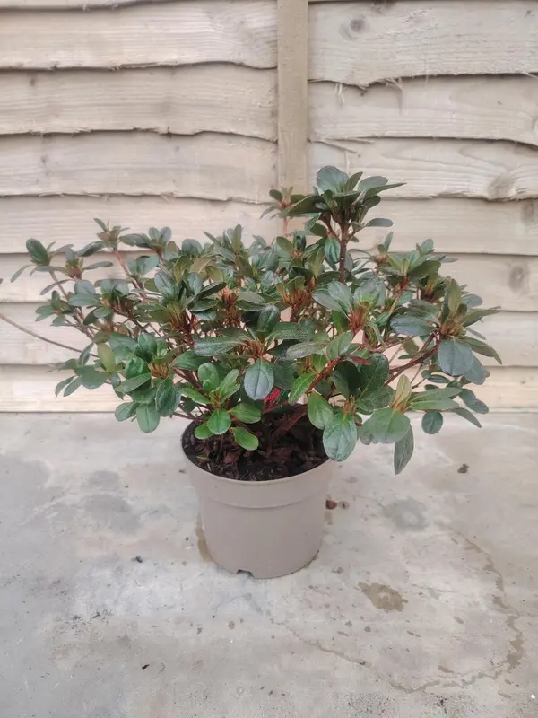 Azalea Japonica Mix - image 6