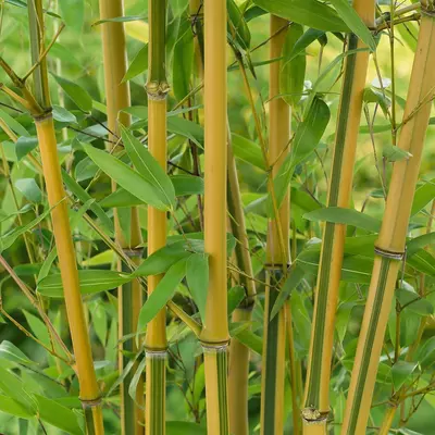 Bamboo