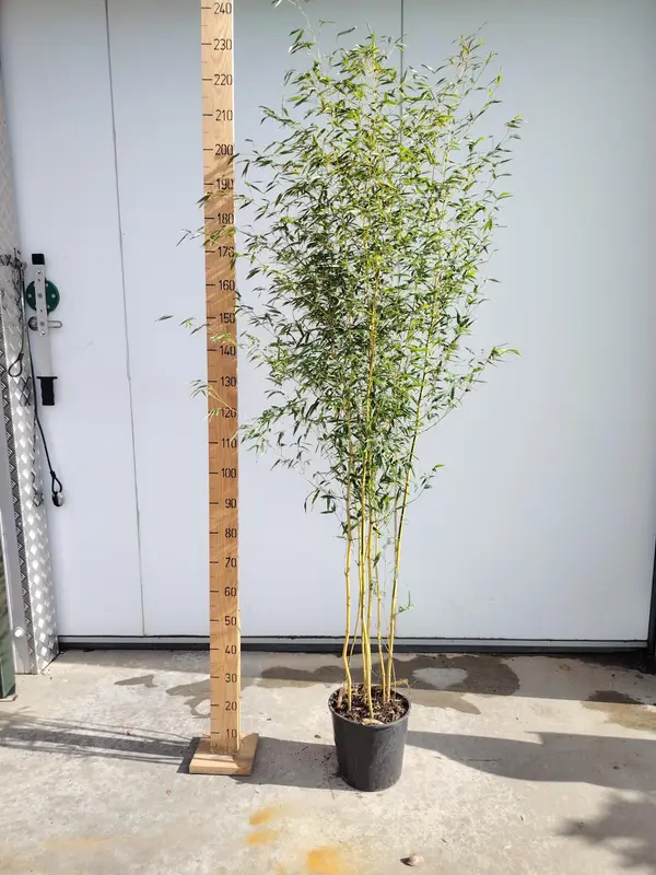 Bamboo aureosulcata 'Spectabilis'