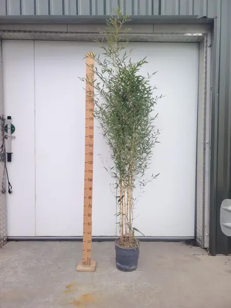 Bamboo aureosulcata 'Spectabilis'