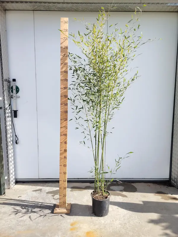 Bamboo bissettii