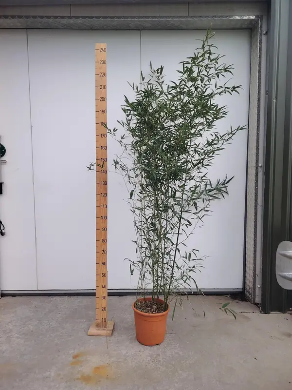 Bamboo bissettii