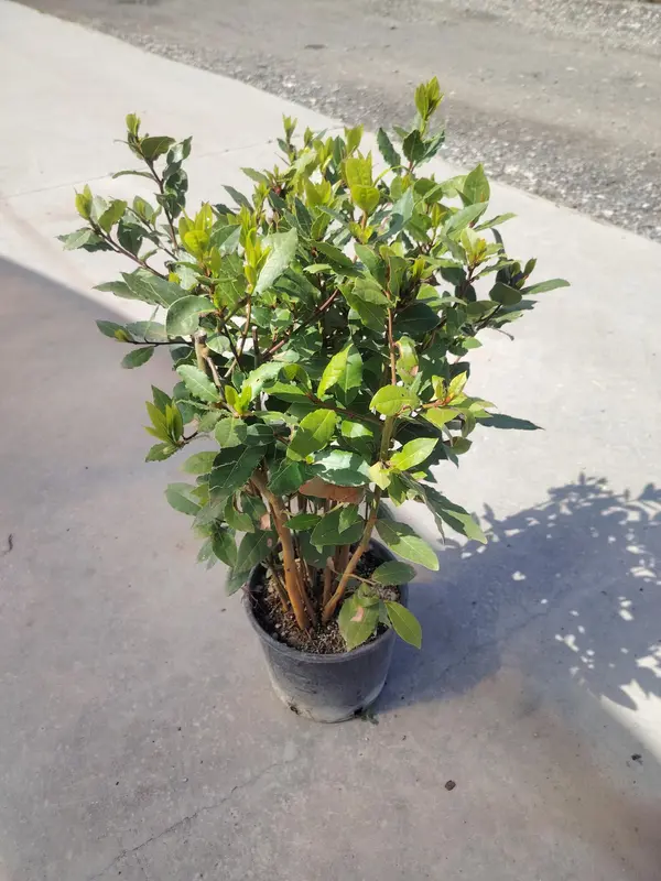 Bay Tree Bush