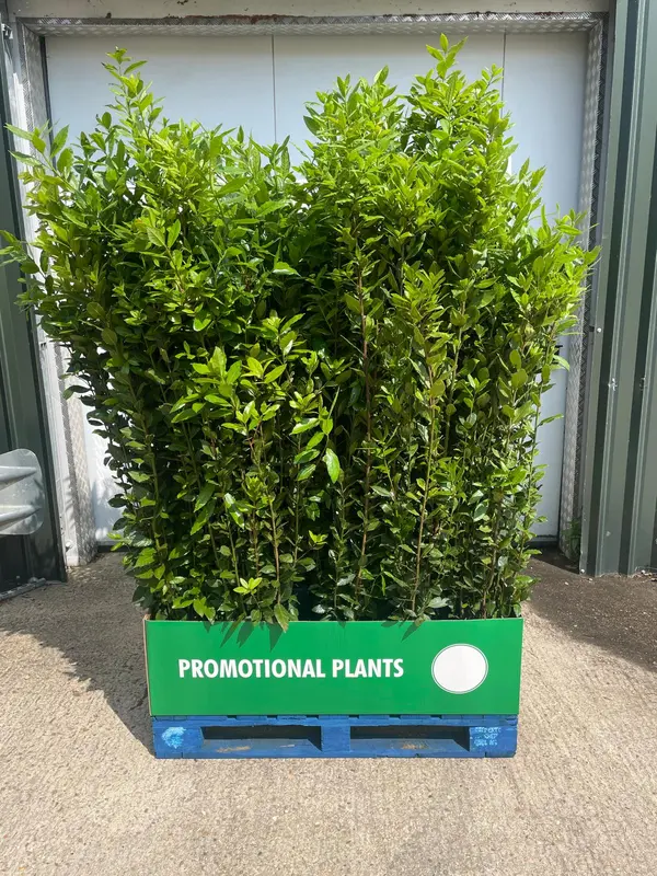 Bay Tree Pallet Deal 32x1