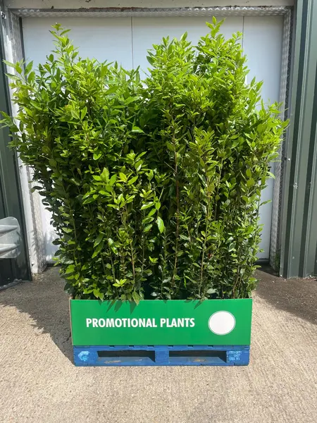 Bay Tree Pallet Deal 32x1