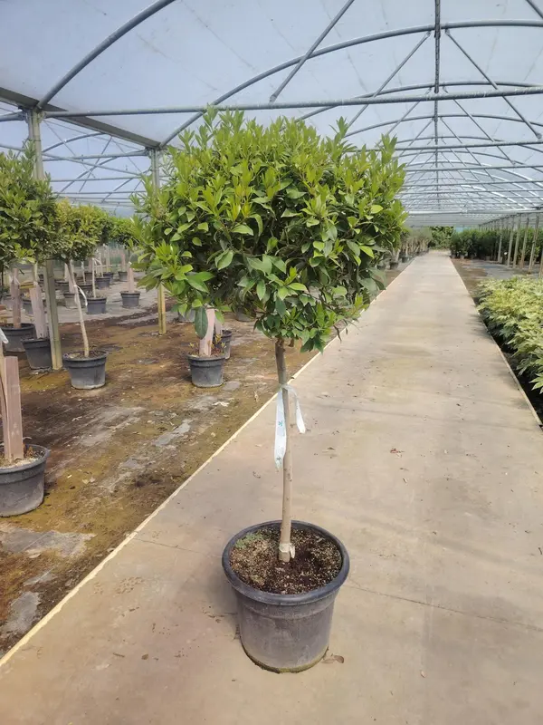 Bay Tree STD - image 2