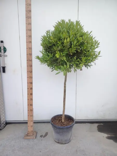 Bay Tree STD