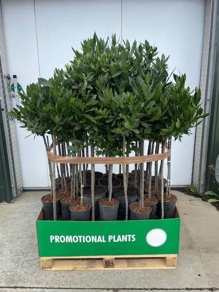 Bay Tree STD Pallet Mix