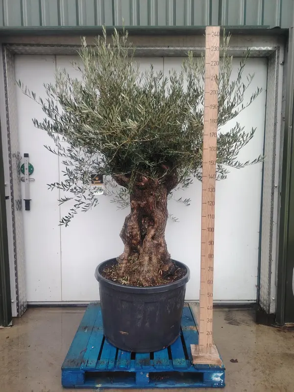 Bonsai Olive Tree - image 2