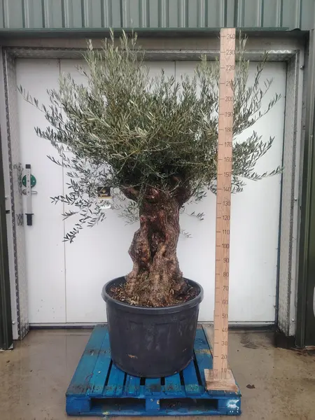 Bonsai Olive Tree - image 2