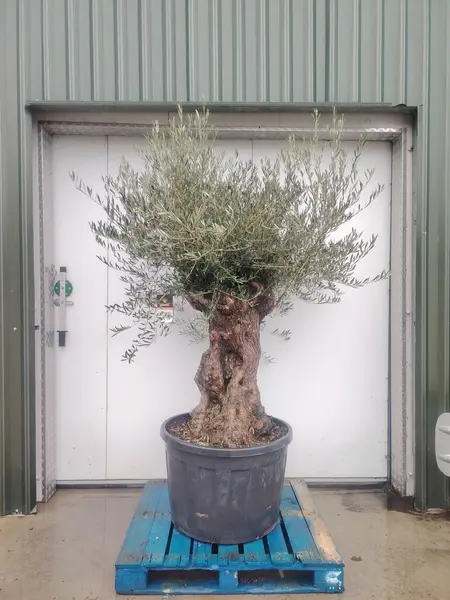 Bonsai Olive Tree