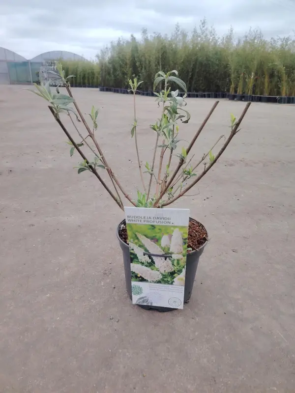 Buddleija davidii Mix