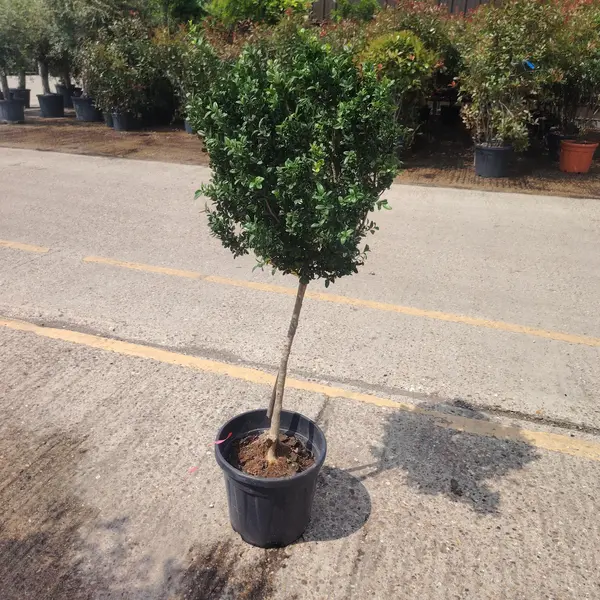 Buxus Mini Standard - image 2