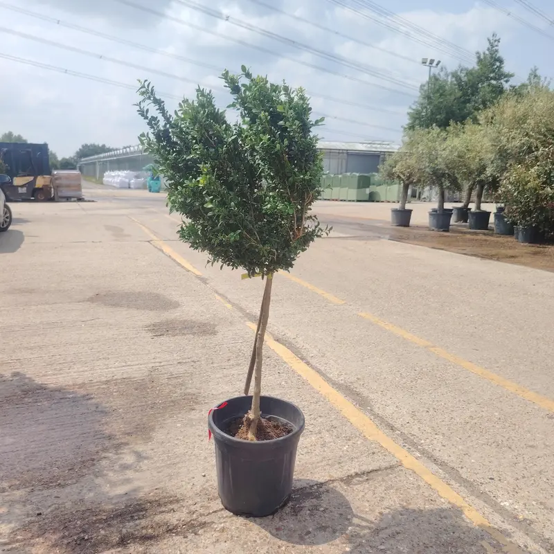 Buxus Mini Standard - image 2
