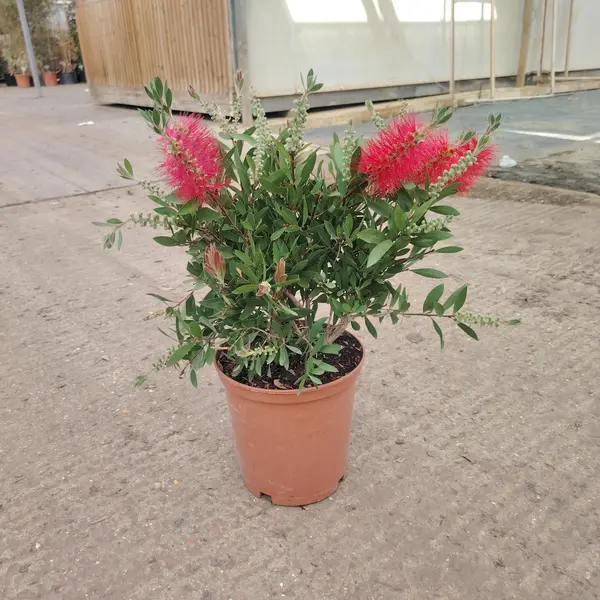 Callistemon