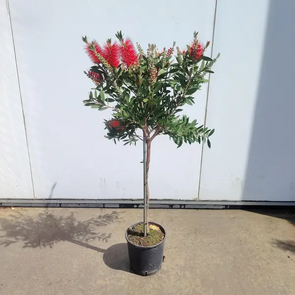 Callistemon splendens 1/4 STD