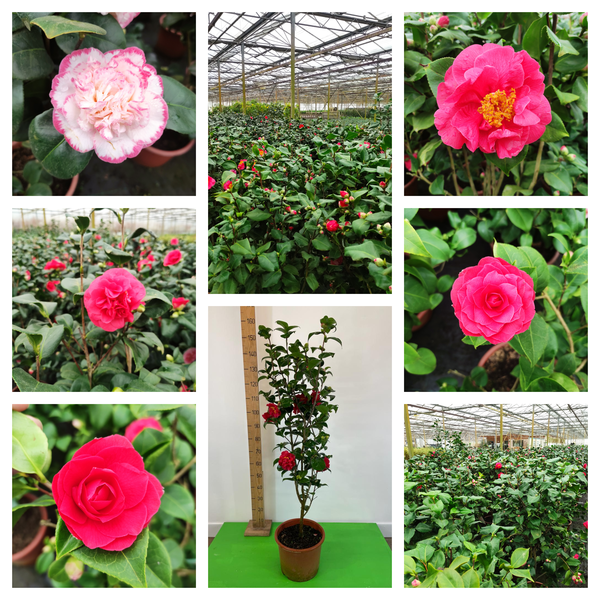 Camelia Mix