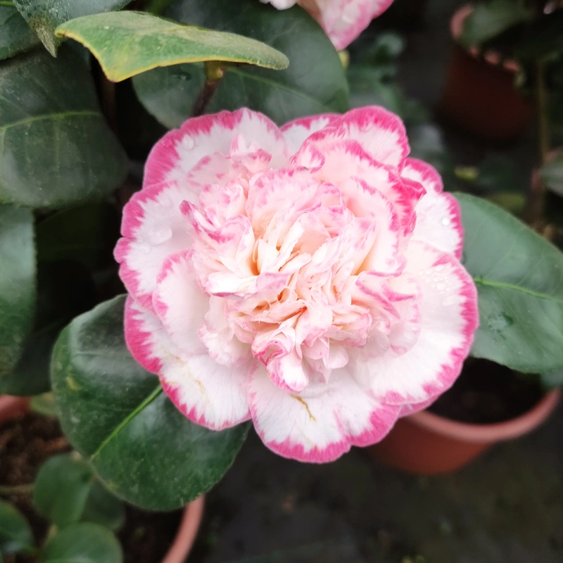 Camelia Mix - image 2