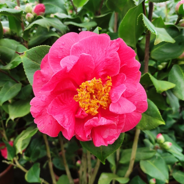 Camelia Mix - image 4