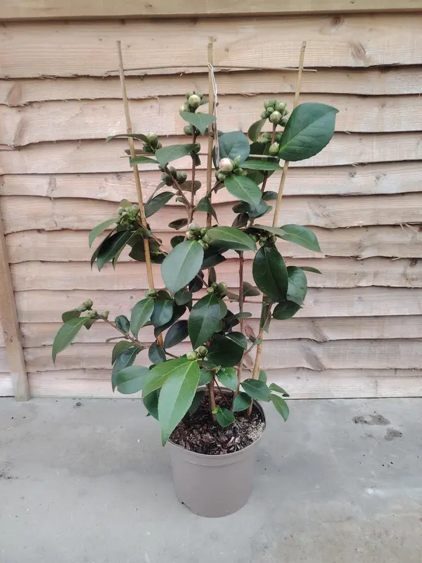Camellia Trellis