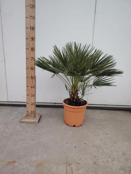 Chamaerops humilis