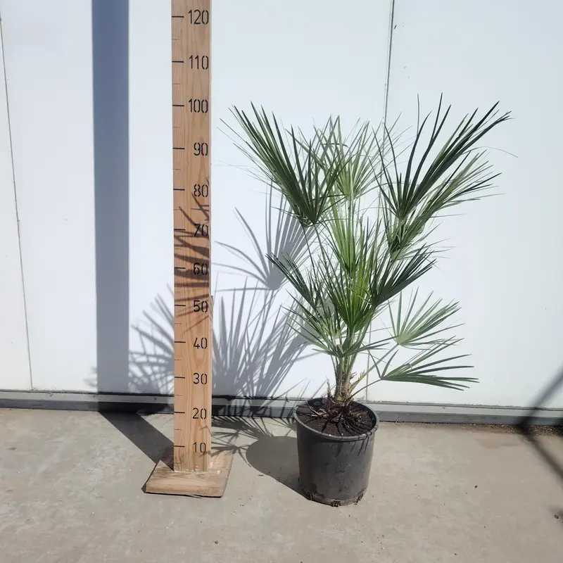 Chamaerops humilis - image 1