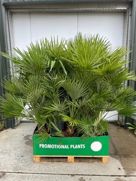 Chamaerops humilis Pallet 18x1