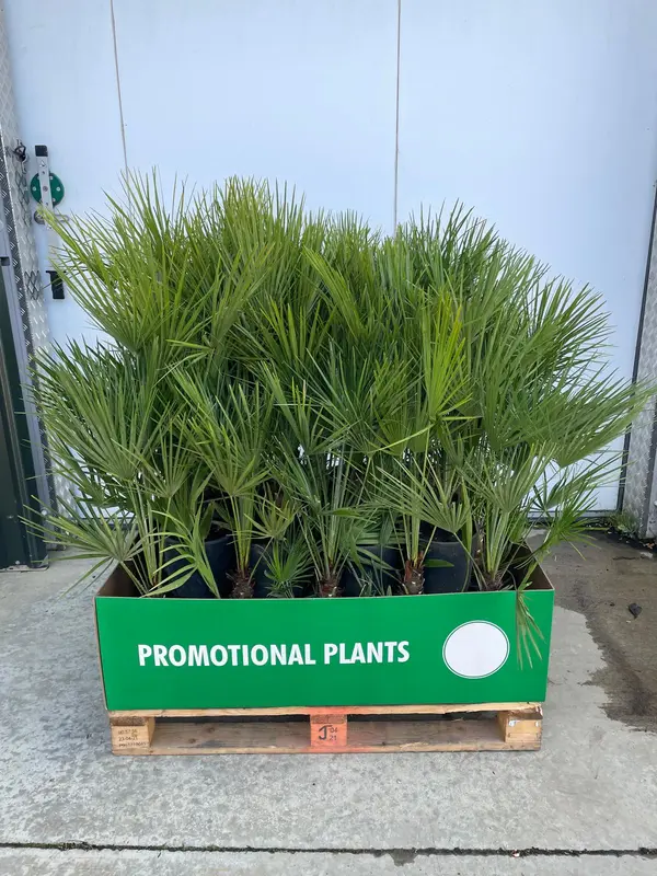 Chamaerops humilis Pallet 32x1